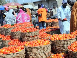 Tomato Scarcity Looms As Pest Infests Kano Farms