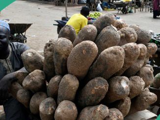 No more 3k: Yam Tuber Sells for New Price as Inflation Hits Hard