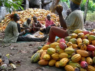 Cross River cocoa farmer accuses rival of kidnapping his staff