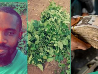 Young Man Harvests Fresh Pumpkin Leaves From His Farm and Sells it For N14,800 in Open Market