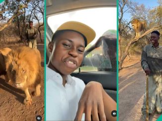 “O Fear”: Nigerian Live Streamer Peller Brags As He Takes a Walk With Safari Lions, Clip Goes Viral