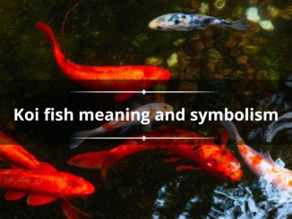 Koi fish meaning: what are they meant to represent?