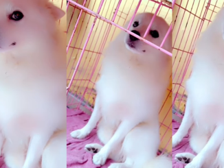 "See the bombastic side eye" – Nigerian lady apologizes to her pet dog after keeping him in the cage overnight (WATCH)