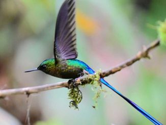 Activists seek clarity over mining ban in Ecuador forest reserve