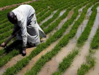 FG, Ogun Govt partner IFAD to train farmers on agribusiness