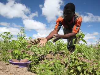 How Nigerian Ties With Caribbean Countries Can Boost Agriculture