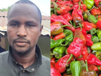 I earned N7m from growing tomatoes, pepper — Gombe farmer