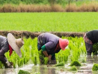 Investing In Large Scale Rice Farming