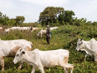 Many feared killed as farmers, herders clash in Niger community