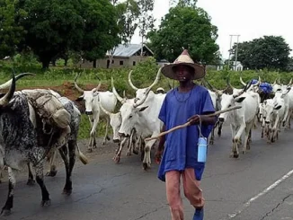 Ogun Govt warns herdsmen against encroachment on forest reserves