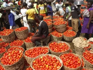 Protests: Prices of tomatoes, pepper crash to N60,000 per basket - Rewane