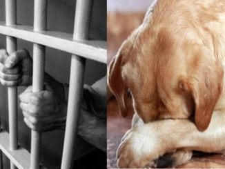 Man gets 10 years jail term for sǝxually abus!ng at least 42 dogs