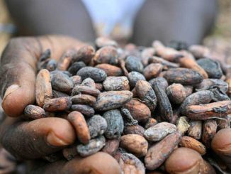 Ghana raises cocoa price by 45% to deter smuggling