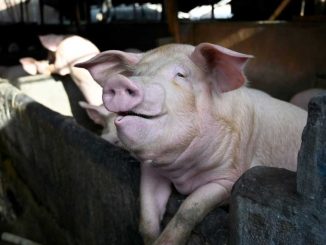 Protect the prosciutto: Italy battles swine fever