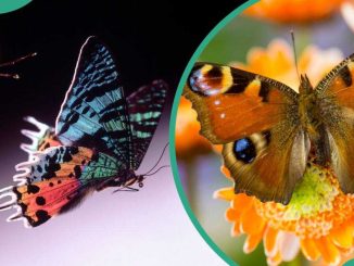 30+ facts about butterflies: interesting fluttering tidbits