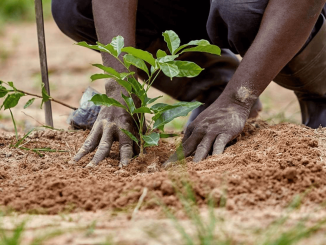 Leveraging Tree Planting As Long-term Investment Outlet