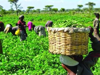 Agricultural Imports Driving Africa’s Trade