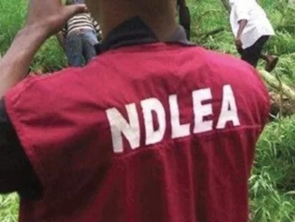 Drug abuse: Kano Govt seeks NDLEA assistance