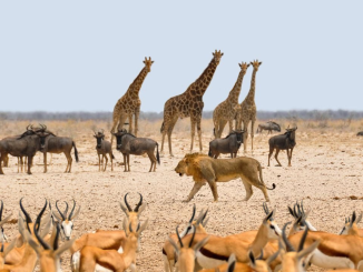 Federal Gov't Reviews Legal Frameworks To Combat Wildlife Crimes