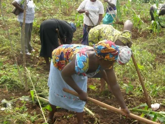 Gombe female farmers call for increased government agricultural budget allocation