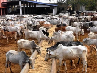 Kwara Trains Livestock Farmers