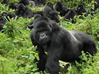 World Gorilla Day: Human activities responsible for extinction of wildlife - Conservators