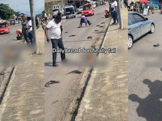 People jubilate as they pack littered "miracle" catfish from the road (VIDEO)