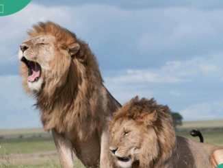 20 fun facts about lions: learn more about the king of the jungle