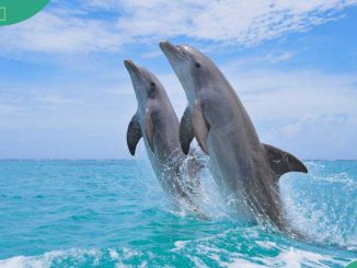 Are dolphins dangerous? What you need to know before dealing with them