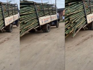 Passersby Flee As Overloaded Truck With Bamboo Poles Jiggles On The Street (WATCH)