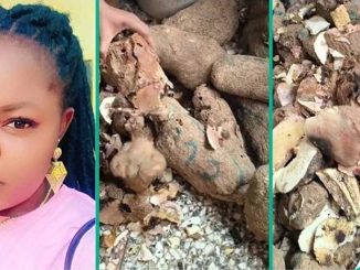 Nigerian Lady Who Bought Plenty Yams in Market Discovers They're All Rotten Inside, Video Trends