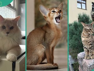 15 cool exotic cat breeds that you can legally adopt and own