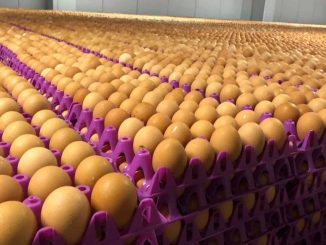 Poultry farmers reveal what Nigerian government should do to crash egg prices