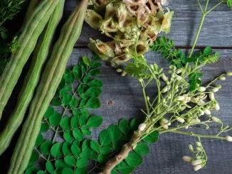 Seven Tips On Health Benefits Of Moringa