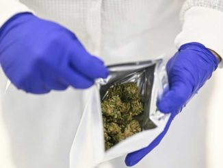 'Huge demand': Portugal dreams of becoming medical cannabis hub