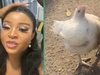 Christmas Chicken Refuses To Leave Its Owner After It Was Sold in Open Market