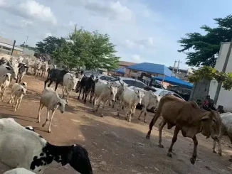 Cows Return On Abuja Streets Months After Wike's Threat On Open Grazing