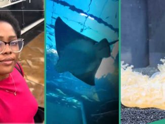 Lady Sees Expensive Stingray Fish At Lagos Aquarium That Looks Like Scene From Disney Movie