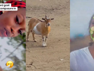 Lady Ch@ses Her Landlord's Goat After It St0le Her Bread (WATCH)