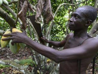 Nigeria seeks to cash in on soaring cocoa prices