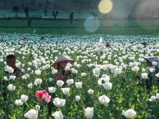 Opium farming takes root in Myanmar's war-wracked landscape