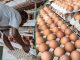 Crate of Eggs Set To Sell for New Prices As Poultry Feed Declines