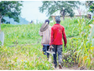 Address Farmers’ Challenges Now, Experts Tell FG