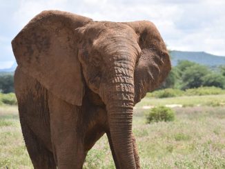 Elephants didn't kill human beings in Cross River - LG boss, WCS