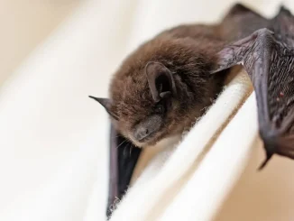 Fresh fears over another pandemic as new Coronavirus is discovered in bats