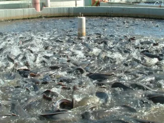 Governor Sule pledges action as fish scarcity grips Nasarawa State