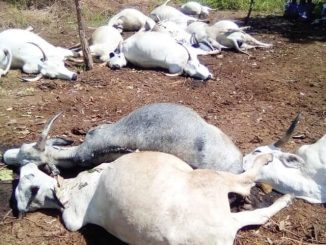 Lightening Strikes Herdsman, Cows To Death In Kaduna