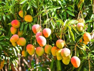 Miyazaki mangoes on a tree