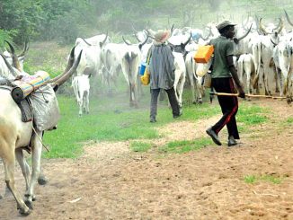 Ondo under siege as suspected herdsmen kill over 20 farmers