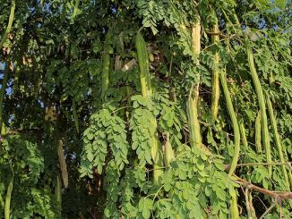 ‘One seed of moringa more powerful than AK-47’ – Ex-Health Minister, Hagher